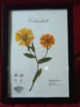/products/calendula-3/